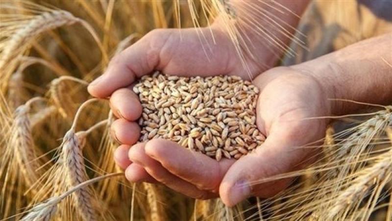 الزراعة: 1600 جنيه سعرا استرشاديا لأدرب القمح.. وملتزمون بأسعار السوق وقت الحصاد